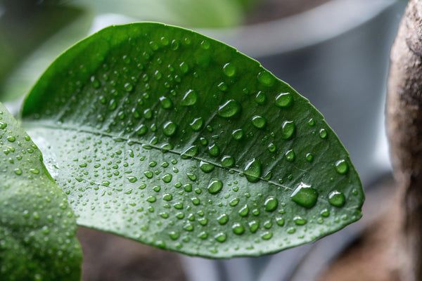 Managing Pune’s Humidity: A Dermatologist’s Guide to Preventing Fungal Infections and Heat Rashes